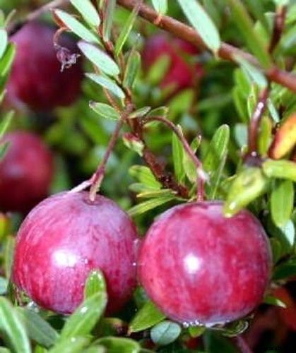 How to Grow Cranberry Plants in the Garden