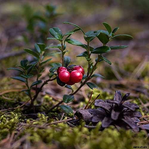 How to Grow Cranberry Plants in the Garden