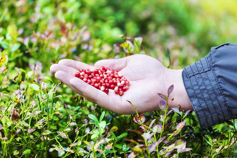 How to Grow Cranberry Plants in the Garden