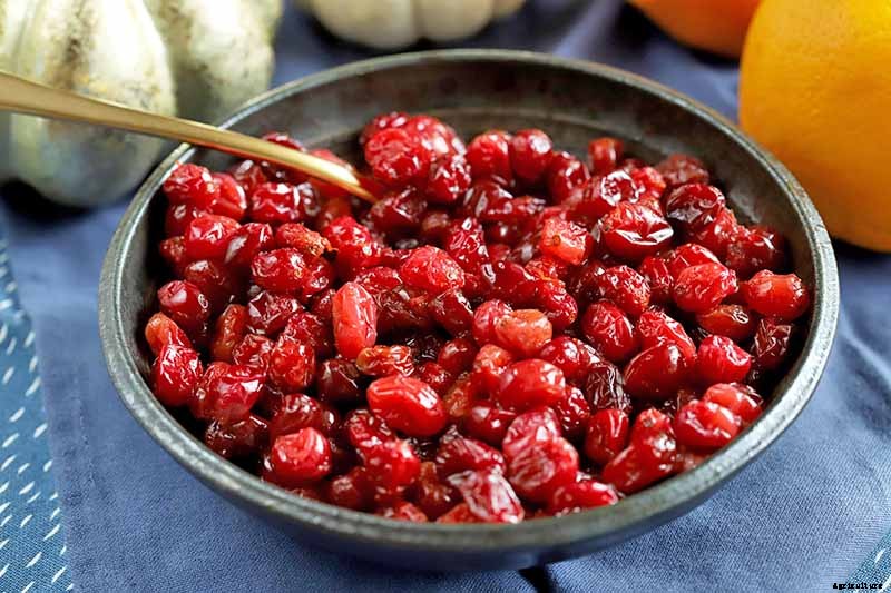 How to Grow Cranberry Plants in the Garden