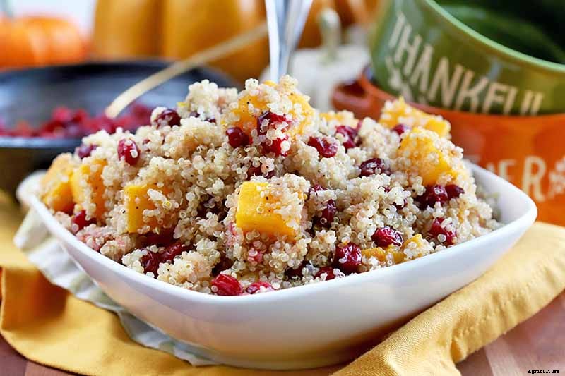 How to Grow Cranberry Plants in the Garden