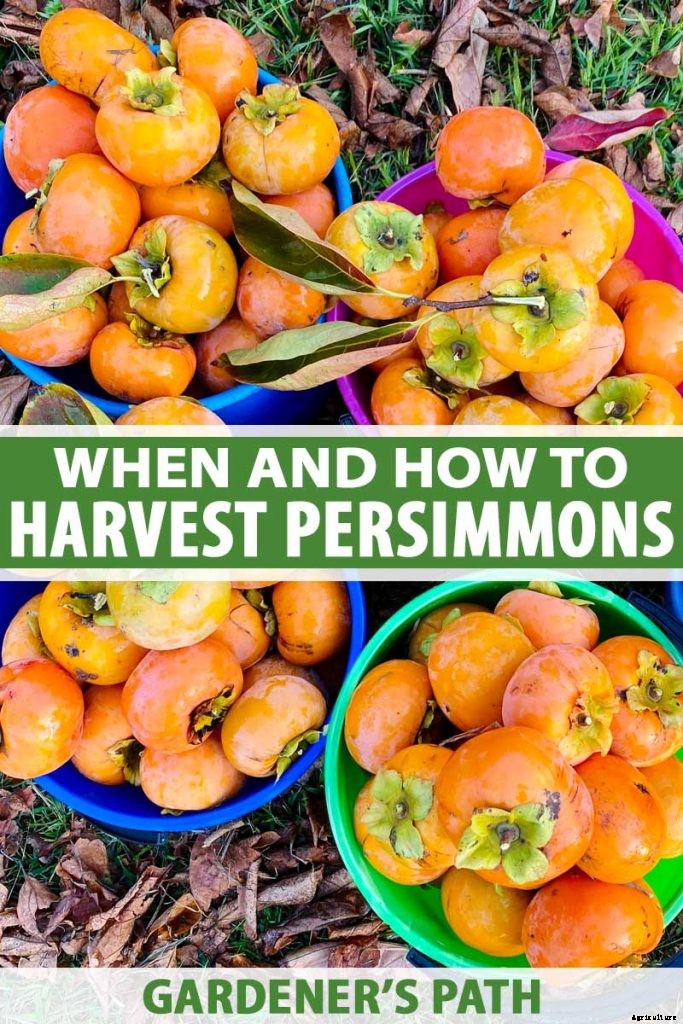 When and How to Harvest Persimmons