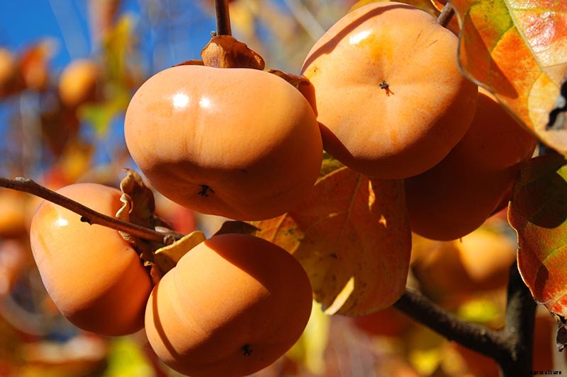 When and How to Harvest Persimmons