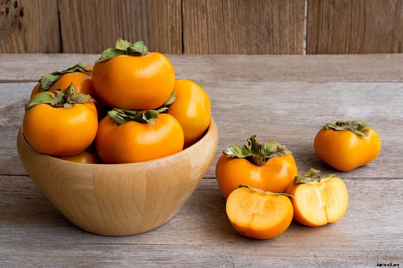 When and How to Harvest Persimmons