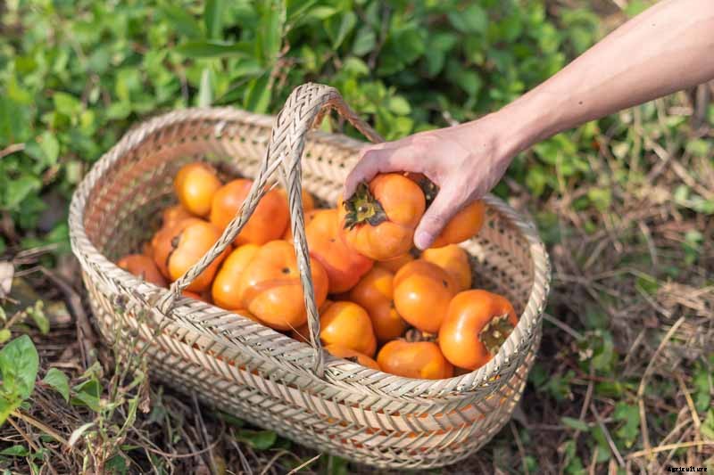 When and How to Harvest Persimmons