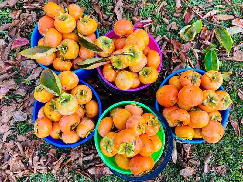 When and How to Harvest Persimmons