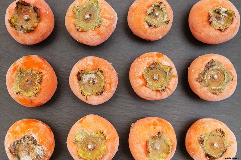 When and How to Harvest Persimmons