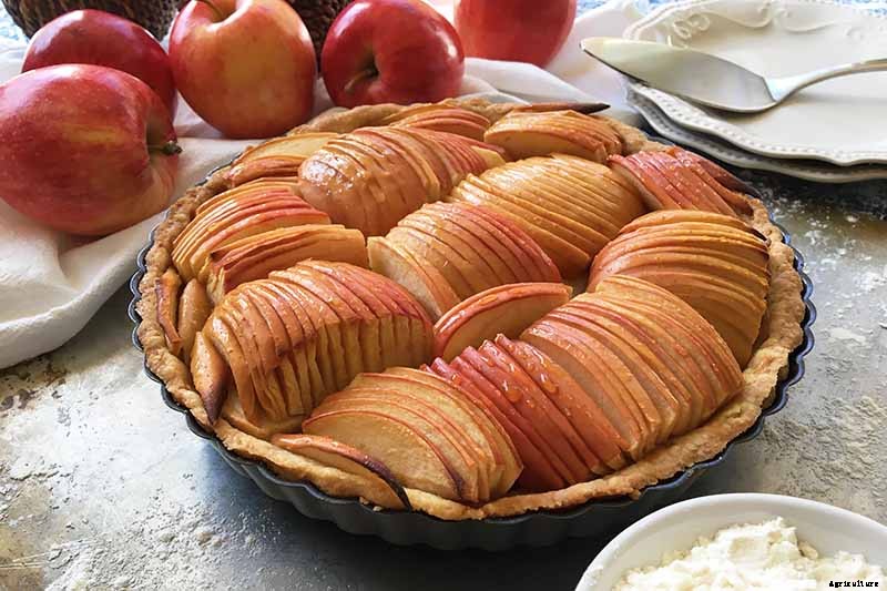 When and How to Harvest Persimmons