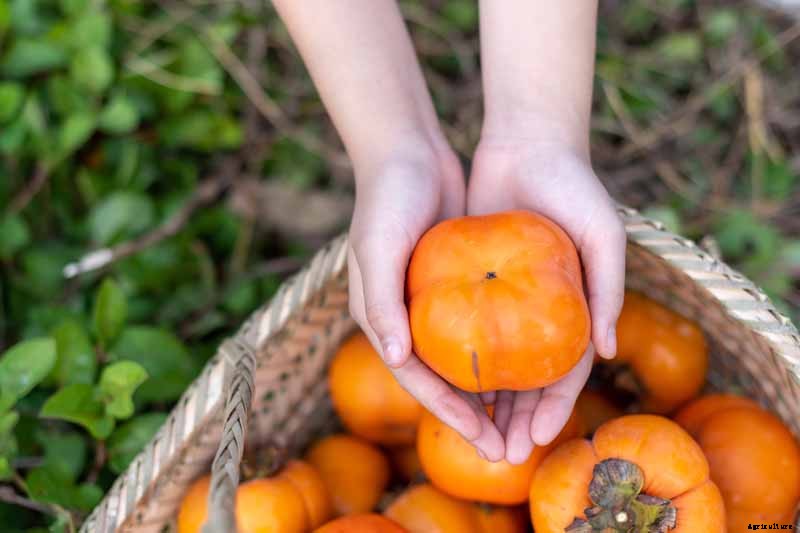 When and How to Harvest Persimmons