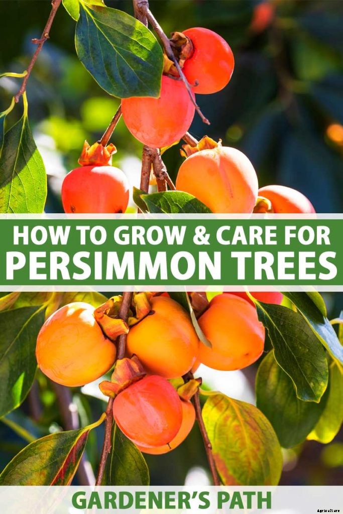 How to Grow Asian Persimmon Trees