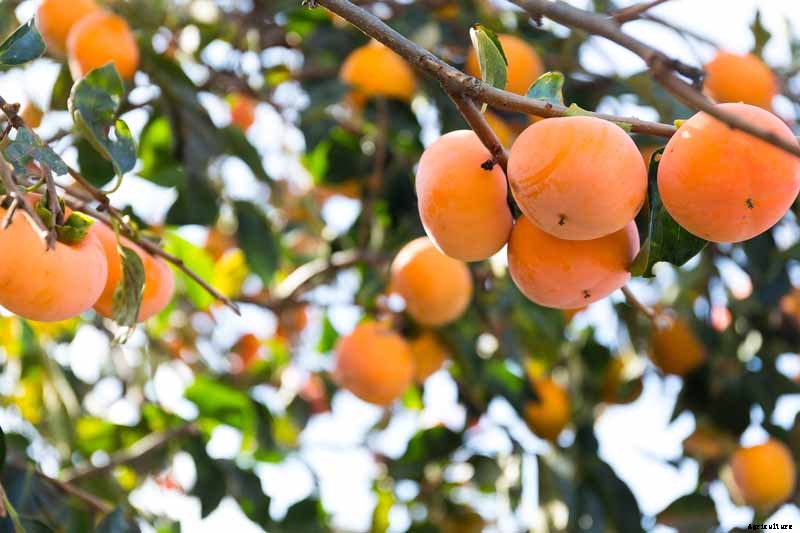 How to Grow Asian Persimmon Trees