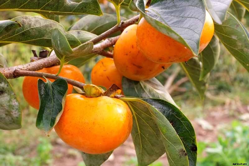 How to Grow Asian Persimmon Trees