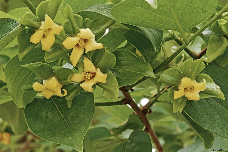 How to Grow Asian Persimmon Trees