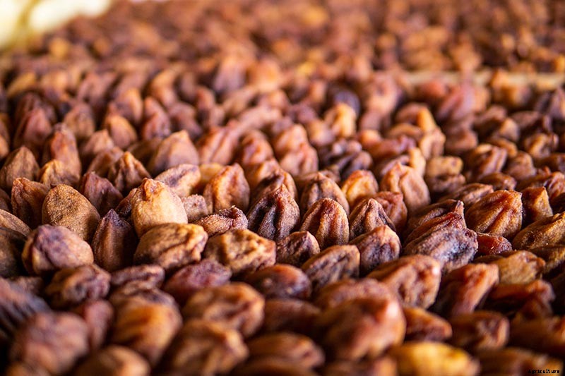 How to Grow Asian Persimmon Trees