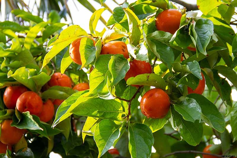 How to Grow Asian Persimmon Trees