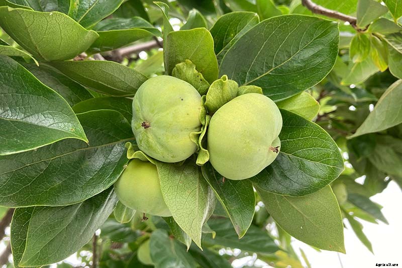 How to Grow Asian Persimmon Trees