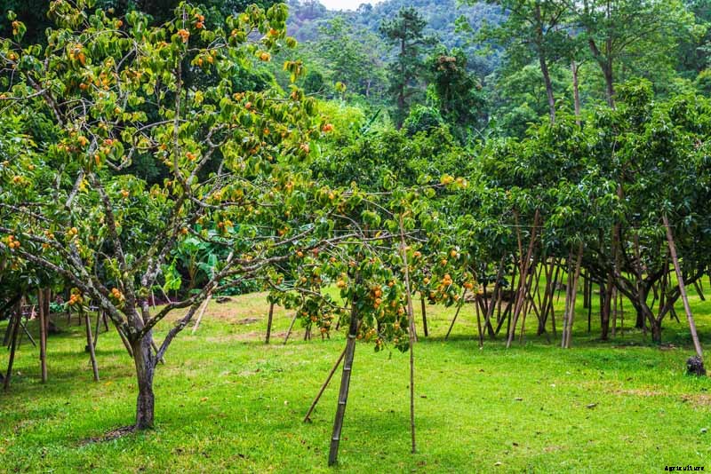 How to Grow Asian Persimmon Trees