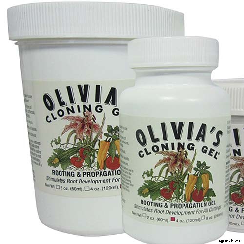 How to Grow Asian Persimmon Trees