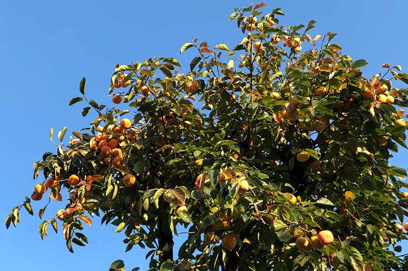 How to Grow Asian Persimmon Trees