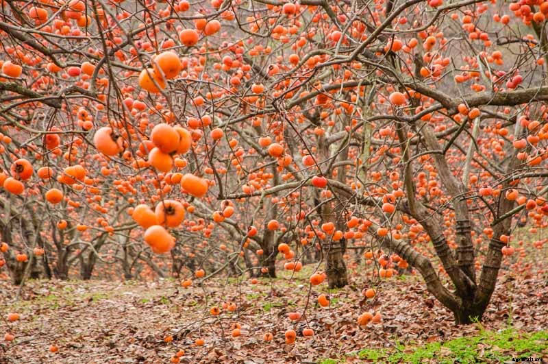 How to Grow Asian Persimmon Trees