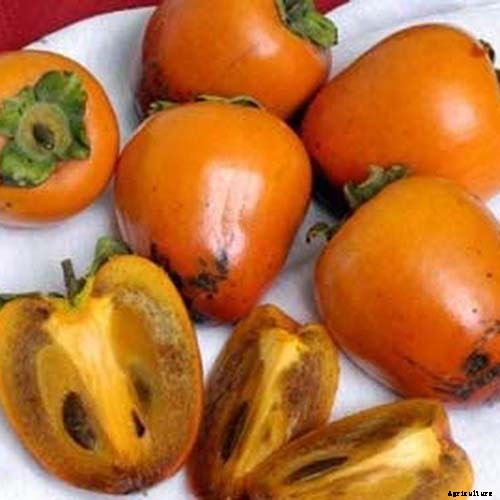 How to Grow Asian Persimmon Trees