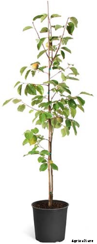 How to Grow Asian Persimmon Trees