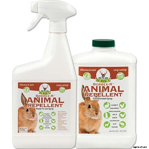 How to Grow Asian Persimmon Trees