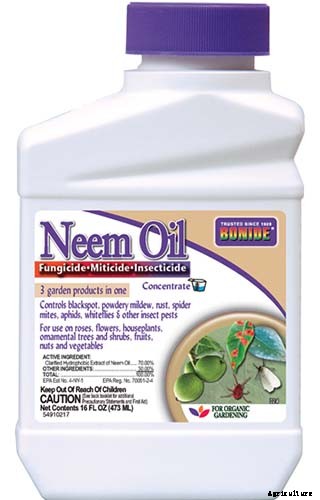 How to Grow Asian Persimmon Trees