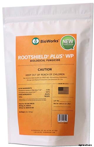 How to Grow Asian Persimmon Trees