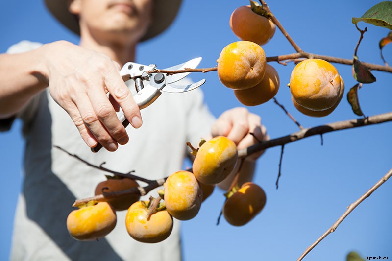 How to Grow Asian Persimmon Trees