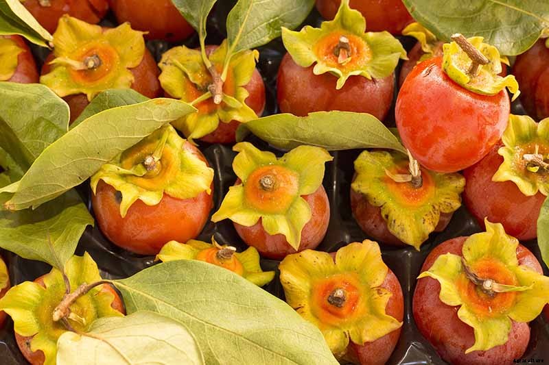 How to Grow Asian Persimmon Trees