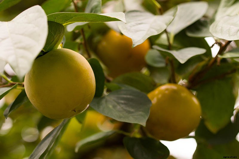 How to Grow Asian Persimmon Trees