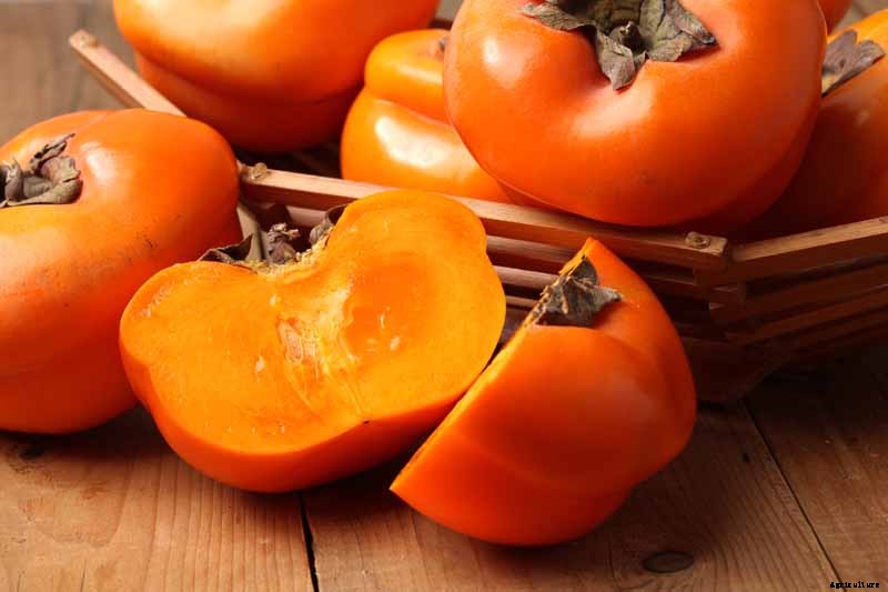 How to Grow Asian Persimmon Trees