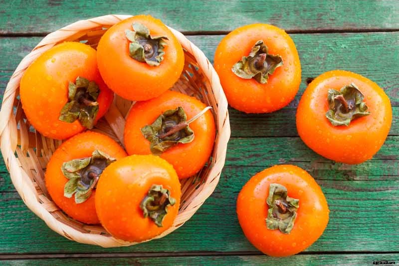 How to Grow Asian Persimmon Trees