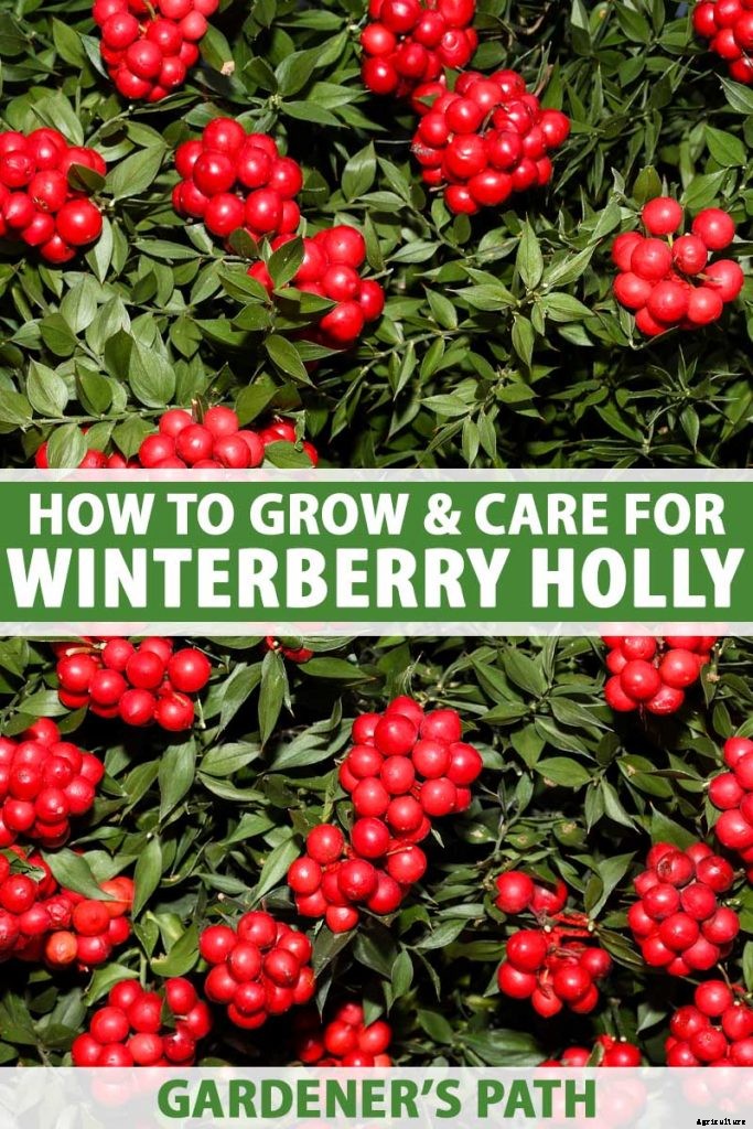 How to Grow and Care for Winterberry Holly