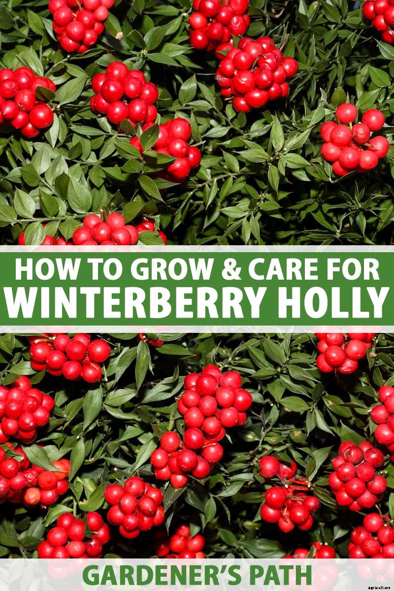 How to Grow and Care for Winterberry Holly