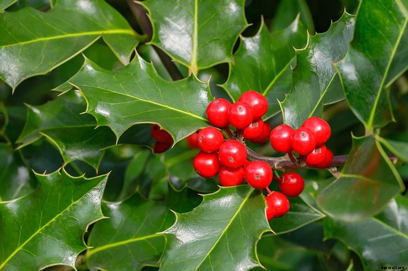 How to Grow and Care for Winterberry Holly