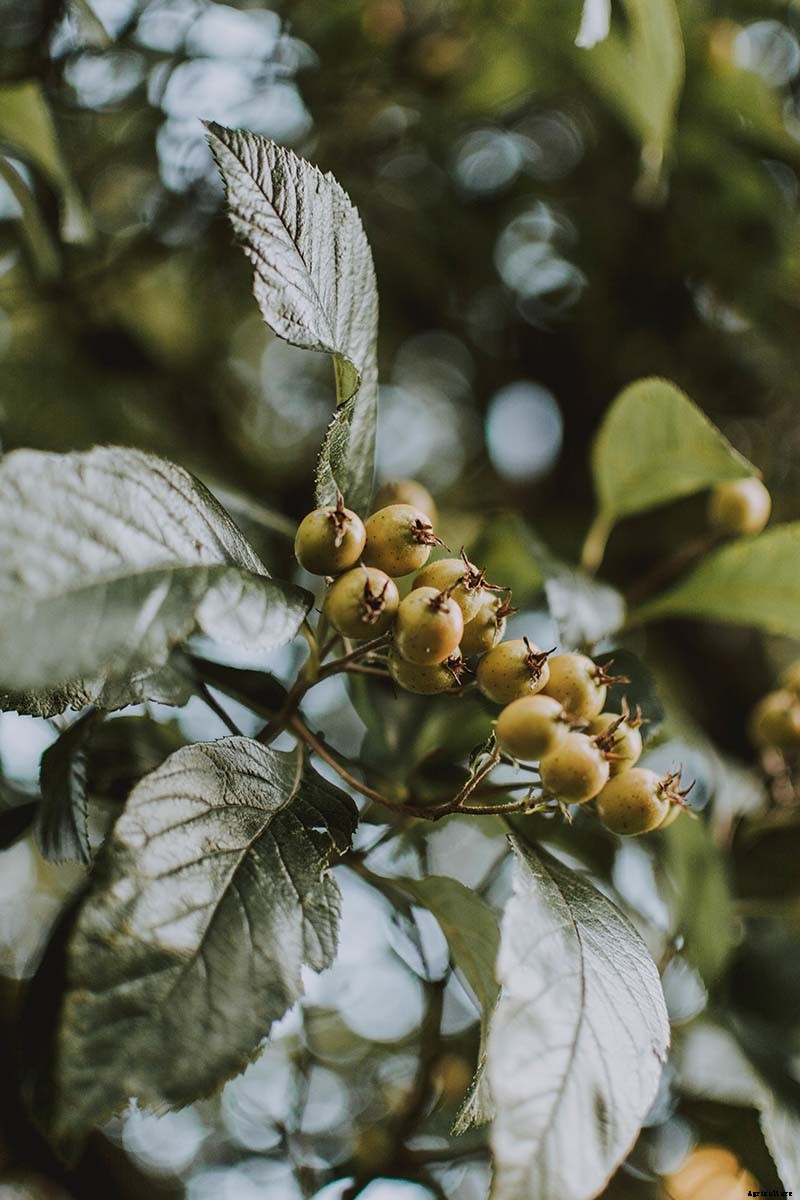 How to Grow and Care for Winterberry Holly