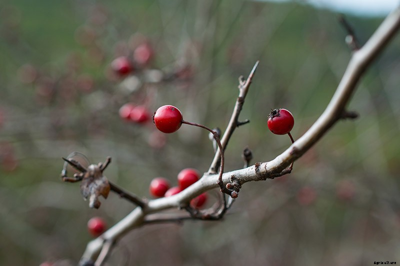 How to Grow and Care for Winterberry Holly