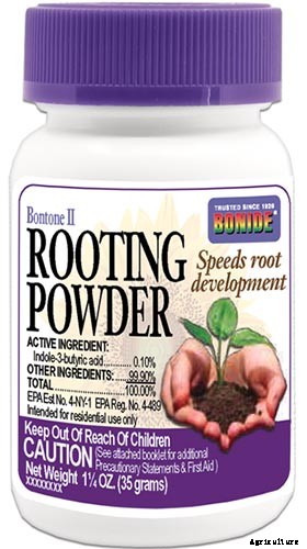 How to Grow and Care for Winterberry Holly