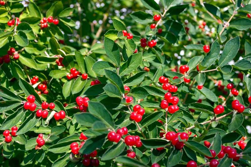 How to Grow and Care for Winterberry Holly