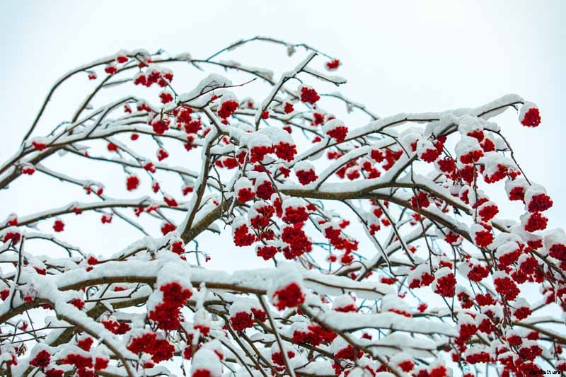 How to Grow and Care for Winterberry Holly