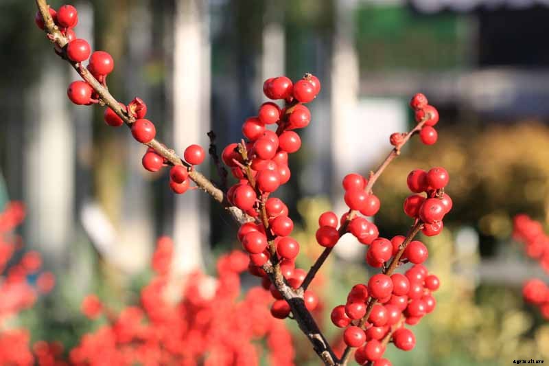 How to Grow and Care for Winterberry Holly