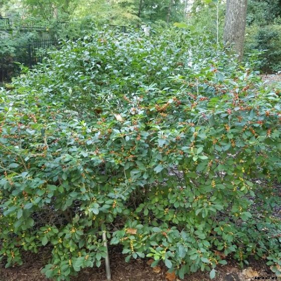 How to Grow and Care for Winterberry Holly