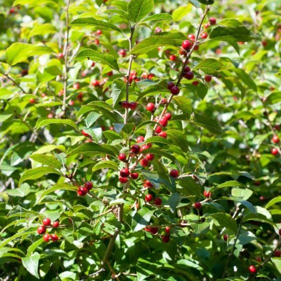 How to Grow and Care for Winterberry Holly