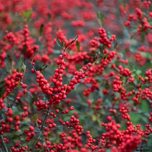 How to Grow and Care for Winterberry Holly