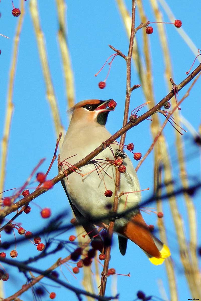 How to Grow and Care for Winterberry Holly