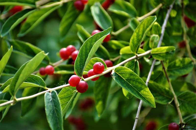 How to Grow and Care for Winterberry Holly