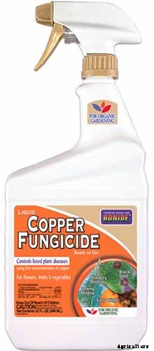 How to Grow and Care for Winterberry Holly