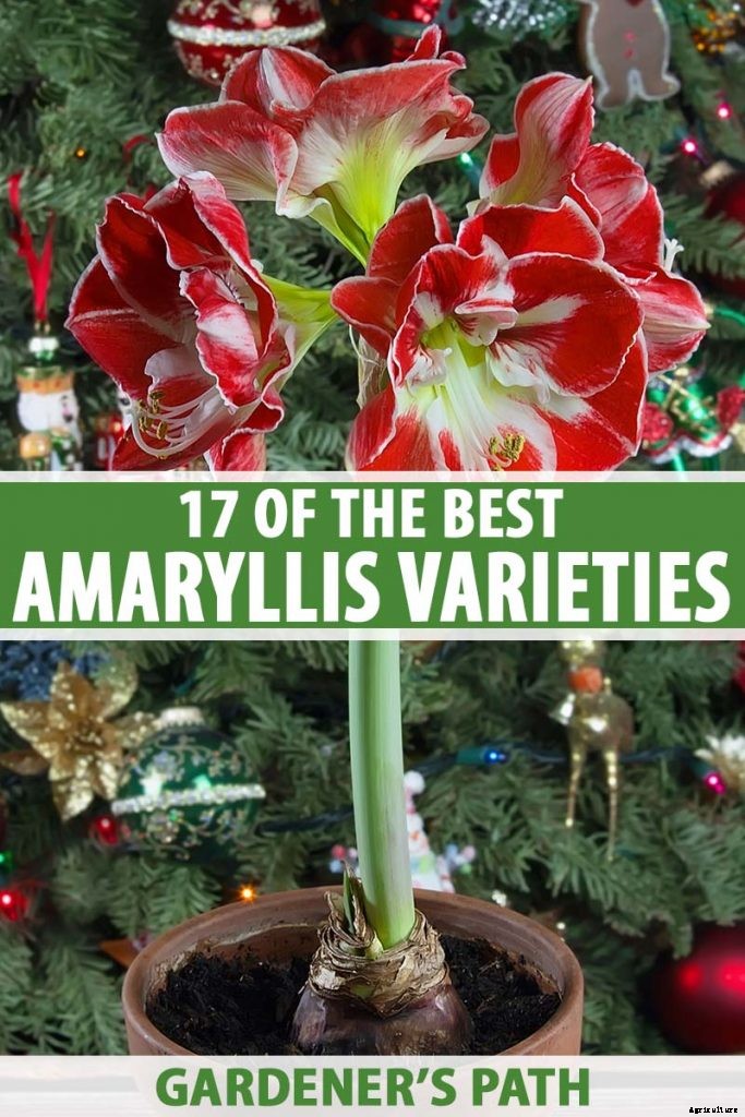 17 Awesome Amaryllis Varieties to Grow Indoors or Out